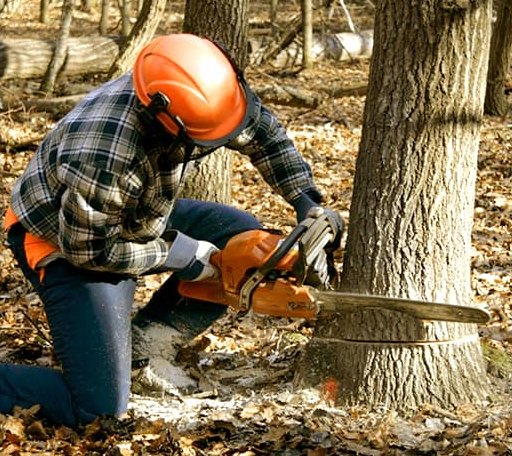 Tree Removal in Spring, TX